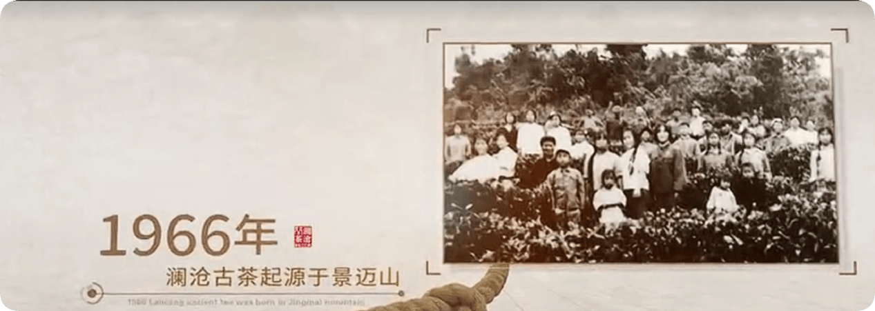 澜沧古茶高管变动背后：传统茶企的转型挑战与新零售品牌的冲击